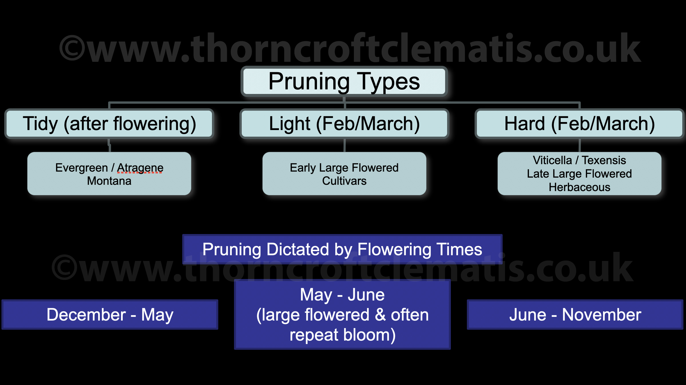 Clematis Pruning Chart